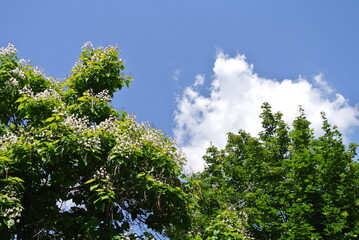 Obraz premium Trees of Common ash or European ash (lat. Fraxinus excelsior) and Maple (lat. Acer), in city park with clear blue sky, in summer, in downtown of city Prijedor, in Republic of Srpska, Bosnia