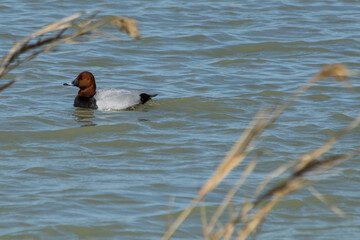 Pato de la especie Aythya ferina en el Parque Natural el Hondo, España