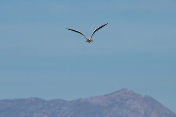 Chroicocephalus ridibundus, gaviota reidora volando de frente que de mayor quiere ser el logo del Partido Popular