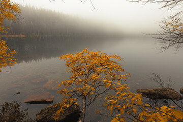Autumn lake scene with yellow birch branches and stones in foreground, misty cold lake, white foggy sky