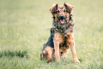 Portrait of a beautiful shaggy dog from a dog shelter