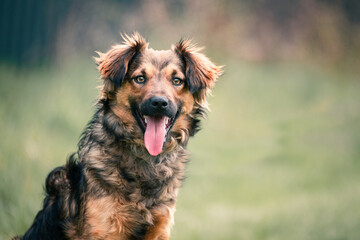 Portrait of a beautiful shaggy dog from a dog shelter taken during his regular free walk