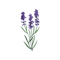 Obraz premium Provence lavender flower and leaves. Hand drawn summer herb watercolor clipart
