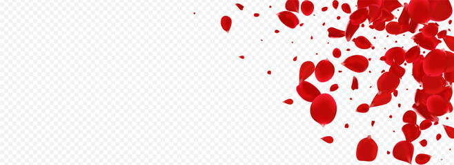 Pink Rose Fly Vector Panoramic Transparent