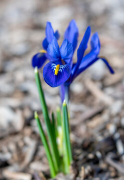 Close-up of Solitary Blue-Purple Dwarf Iris Flower in Xeriscape Garden