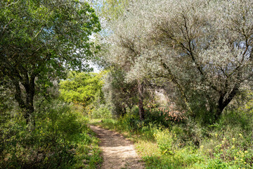 Forest in northern Israel near Migdal HaEmek