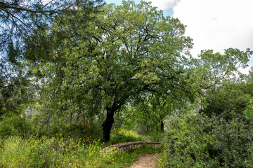 Forest in northern Israel near Migdal HaEmek