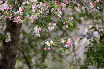 Delicate Apple Tree Blossoms