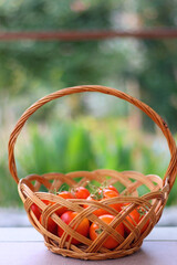 Basket of picked homegrown tomatoes in the garden. Selective focus.