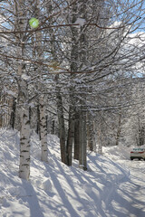 snow on tree branches in winter in the park, blurred background