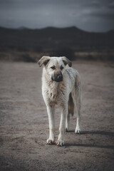 dog on the beach looking at camera
