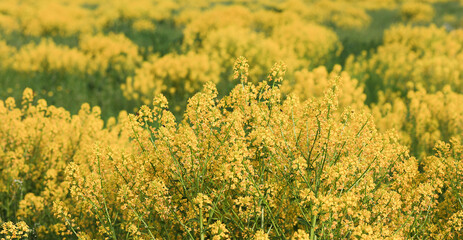 Obraz premium Close-up of yellow spring fields of rapeseed, rapeseed on a sunny day. Selective focus