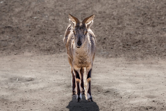 The goat stands in the sun and smells something suspicious. Brown goat.