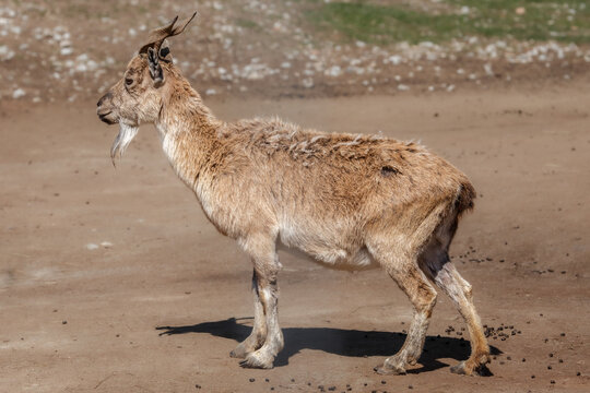The goat stands in the sun and smells something suspicious. Brown goat.