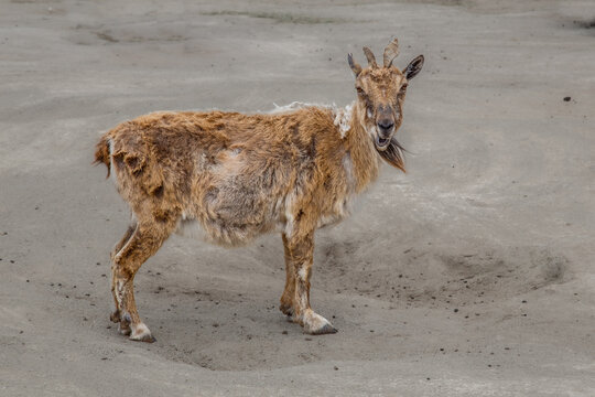 The goat stands in the sun and smells something suspicious. Brown goat.