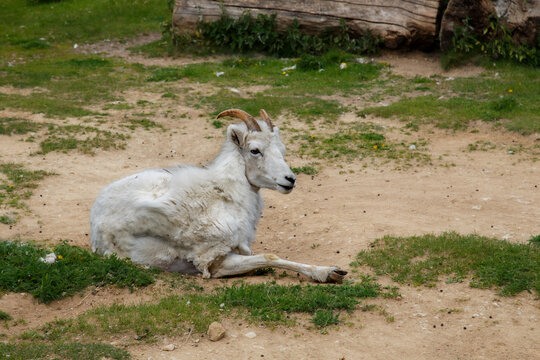 The goat lies in the sun and smells something suspicious. White goat.