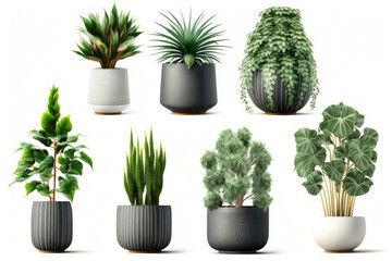 Collection of beautiful plants in ceramic pots isolated on isolate on white, 
