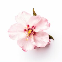 Fototapeta na wymiar A pink cherry blossom on white background Generative AI