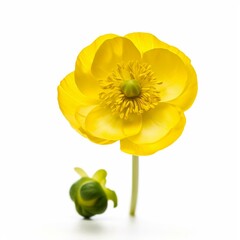 A yellow buttercup on white background Generative AI