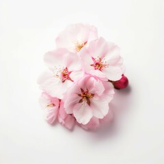 A pink cherry blossom on white background Generative AI