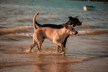 dogs running on the beach