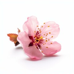 Fototapeta na wymiar A pink cherry blossom on white background Generative AI