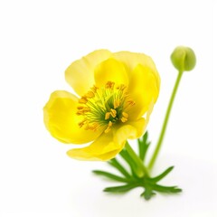 A yellow buttercup on white background Generative AI