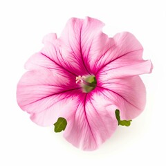 A pink petunia on white background Generative AI