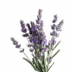 A purple lavender plant on white background Generative AI