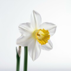 Naklejka na ściany i meble A white daffodil on white background Generative AI