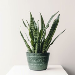 A green snake plant on white background Generative AI