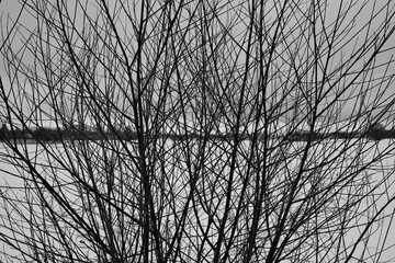 Black and white photo of bare tree branches on the lake shore.