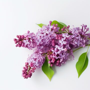 A purple lilac on white background Generative AI