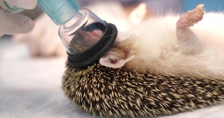 Spreading his legs, a cute hedgehog sleeps under anesthesia in an oxygen mask on his face. Domestic hedgehog in surgery on the operating table under anesthesia. © Александр Лебедько