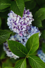 Hydrangeas in a garden