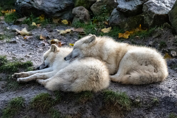 Two white wolfs sleeping together