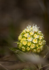 White butterbur (Petasites albus) appears as flowers early in the year (Feb - May) with leaves appearing after flowering.