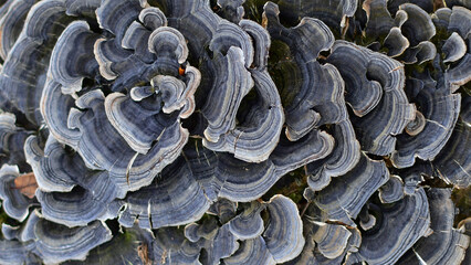 Turkey tail is a medicinal mushroom with an impressive range of benefits. Turkey tail (Trametes versicolor) 