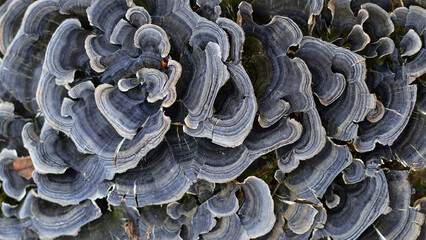 Turkey tail is a medicinal mushroom with an impressive range of benefits. Turkey tail (Trametes...
