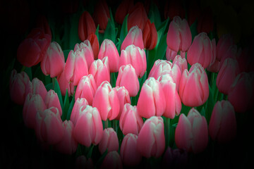 Photo. White-pink tulips in the period of growth and flowering on a dark vignette background.