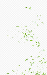 Mint Foliage Falling Vector Transparent