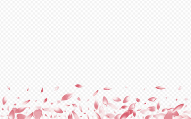 Color Cherry Vector Transparent Background. Petal