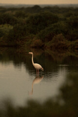 flamingo in the water Portugal algarve 