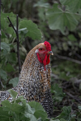 Big rooster with beautiful colours in his coat