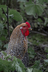 Big rooster with beautiful colours in his coat