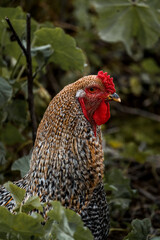 Big rooster with beautiful colours in his coat