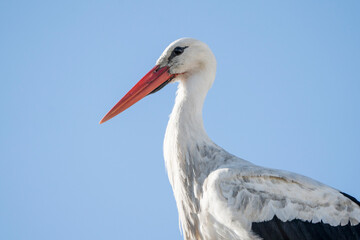 Close up stork portrait with beautiful blue sky 