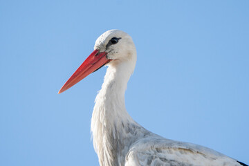Close up stork portrait with beautiful blue sky 