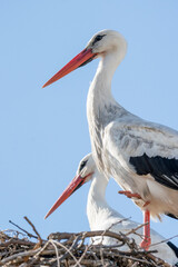 Close up stork portrait with beautiful blue sky 