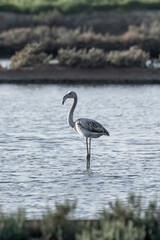 Flamingo walking in the water in Portugal
